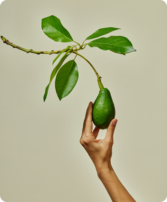 Avocado ripening stage 1