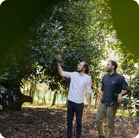 The Avo Tree Avocado